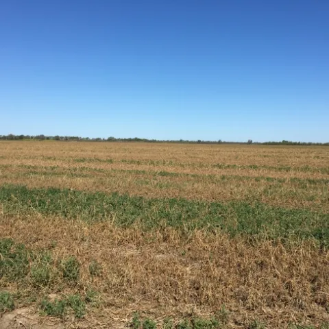 Figure 1. Slow spring growth in a local alfalfa field. The photo was taken in mid-March. (Photo by M. Leinfelder-Miles)