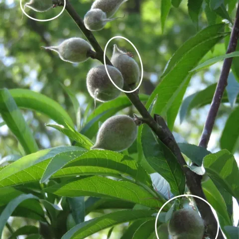 Quarter-sized fuzzy peach fruits close together on a branch.