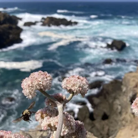 A yellow-faced bumble bee, Bombus vosnesenskii, foraging on buckwheat flowers off the California coast. (Photo courtesy of Tobin Hammer)
