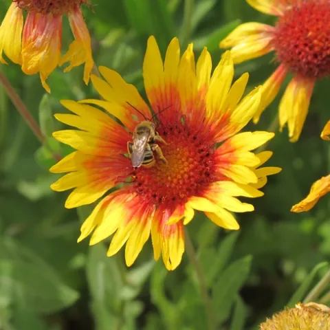 Bee with long horns on an orange and yellow flower.