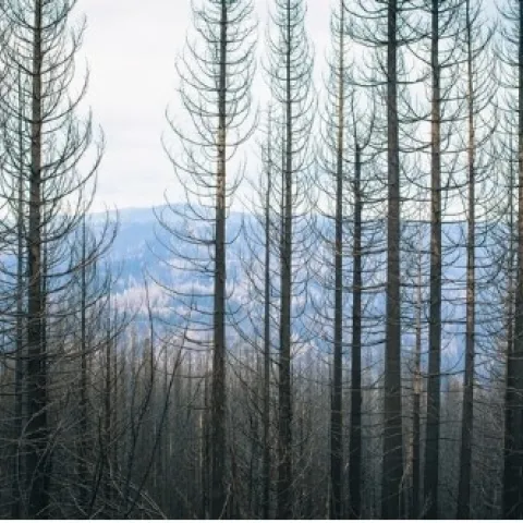 Un nuevo estudio sugiere que los rodales de baja densidad que eliminan la competencia entre árboles es la clave para generar bosques resilientes a los incendios forestales severos, sequías y plagas como los escarabajos de la corteza. Fotografía por Elena Zhukova.