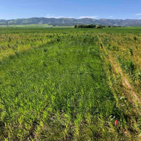 Italian Ryegrass Herbicide Trial (control)
