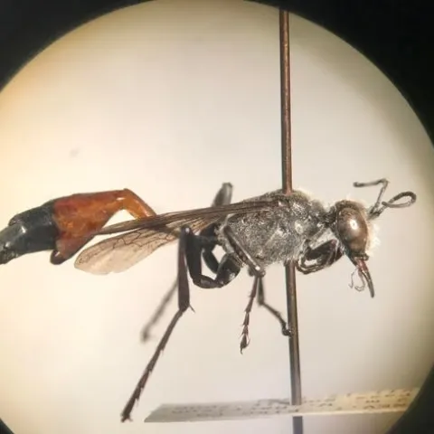 This image of a parasitized Ammophila azteca beneath a microscope is the work of RJ Millena.