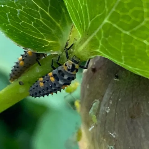 ladybeetle larva on leaf, aphid insects nearby