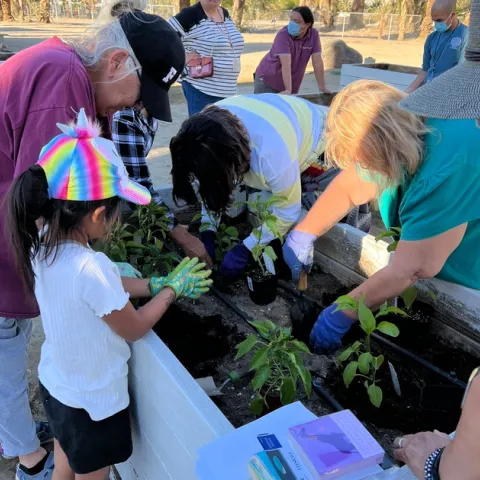 Tribal Members planting vegetables