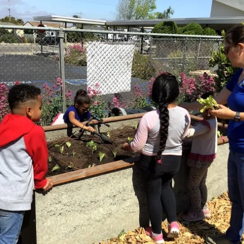 Young children around a garden bed filled with dirt and small lettuce seedlings. A teacher in the background points