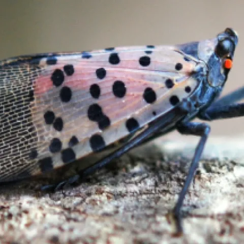 Spotted lanternfly is an invasive insect not yet found in California. [Credit: Lawrence Barringer, Pennsylvania Department of
Agriculture, Bugwood.org]