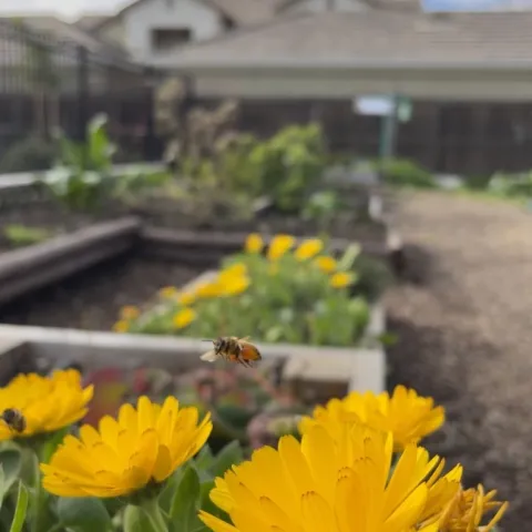 A honey bee hovers above a golden yellow daisy-like flower.