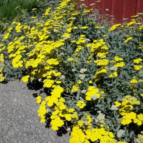 Moonshine Yarrow, Brent McGhie