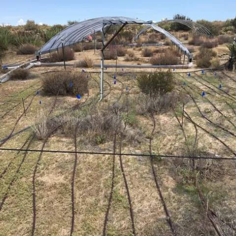 View of one plot in the artificial rainfall experiment