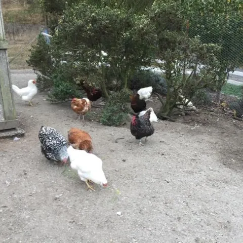 Chickens peck at the soil in an outdoor pen.