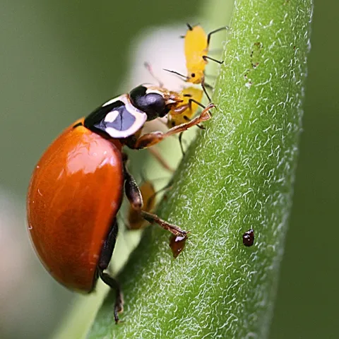 A lady beetle, aka ladybug, devouring aphids in a Vacaville garden. (Photo by Kathy Keatley Garvey)