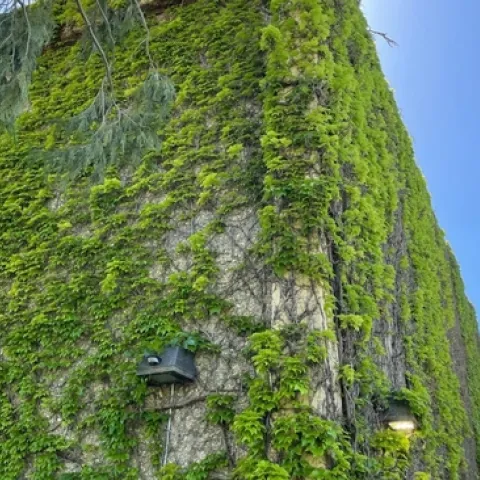 Boston ivy growing at the Hickey Gym on the UC Davis campus