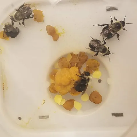 This image shows the experimental microcolonies of Bombus impatiens in the UC Davis lab. The developing brood is in the center. (Photo courtesy of Danielle Rutkowski)