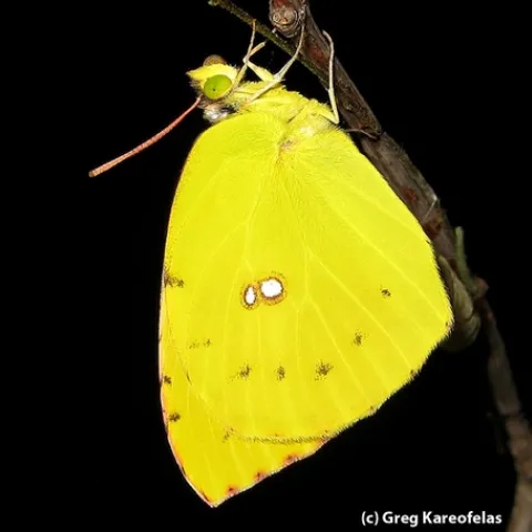 This is the female California dogface butterfly, photographed by Greg Kareofelas, a Bohart Museum of Entomology asociate.