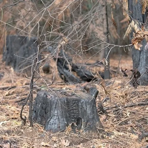 No obstante que la quema prescrita fue prohibida algún tiempo en Blodgett, ahora es una de las herramientas principales que los investigadores usan para reducir el riesgo de incendios forestales y mantener la biodiversidad del bosque.
