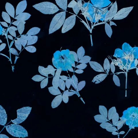 Artwork by Leah Sobsey of the University of North Carolina for “In Search of Thoreau’s Flowers: An Exploration of Change and Loss” exhibition, Harvard Museum of Natural History, Digitized cyanotype.