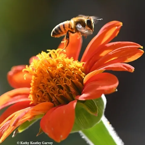 A honey bee leaving a Mexican sunflower, Tithonia rotundifola. Research scientist Scott McArt will speak on "Pesticide Risk to Pollinators" at the May 4th virtual seminar hosted by the UC Davis Department of Entomology and Nematology. (Photo by Kathy Keatley Garvey)