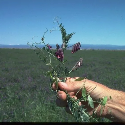 Vetch, Vicia spp., photo UC SAREP.