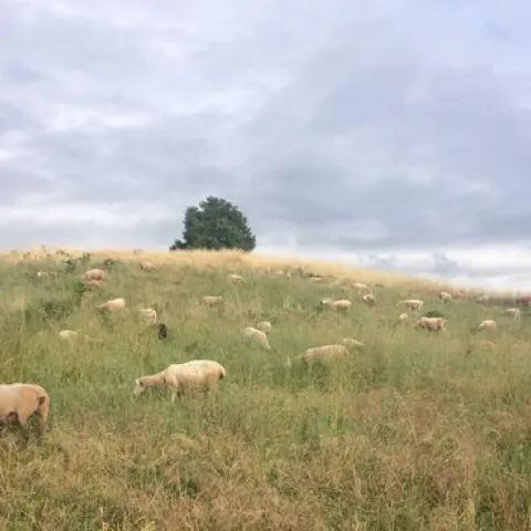 Bodie, our oldest and most reliable LGD.