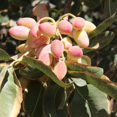 Pistachios growing on the tree.