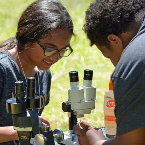 Two young people look at insects under microscopes.