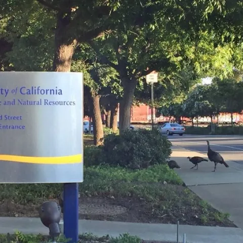 Sign reads: University of California Agriculture and Natural Resources, 2801 Second Street, Pena Drive Entrance. Three turkeys on the sidewalk poke their heads into the bushes.