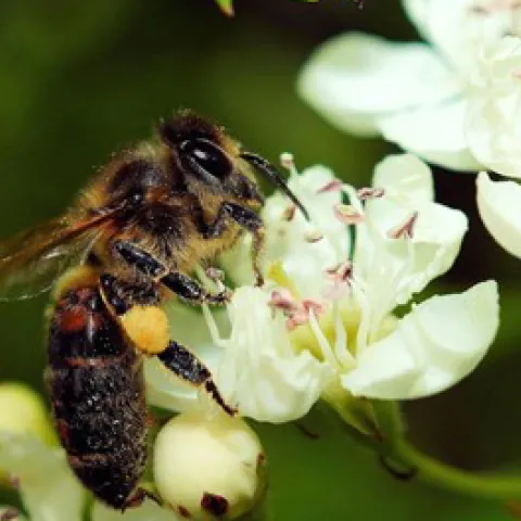 As bees move from flower to flower gathering pollen, they are also distributing pollen to fertilize the plants. Photo: Pixabay