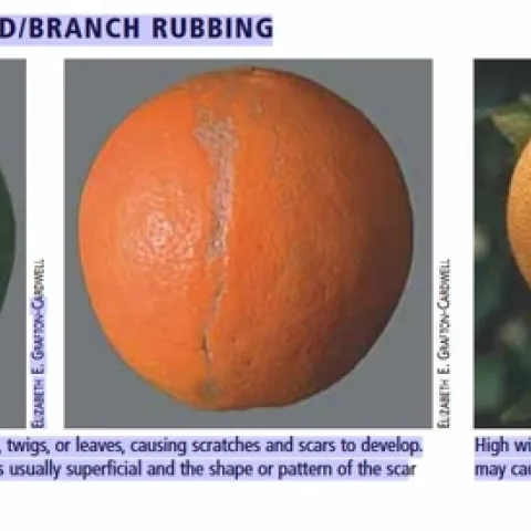citrus fruit disorders
