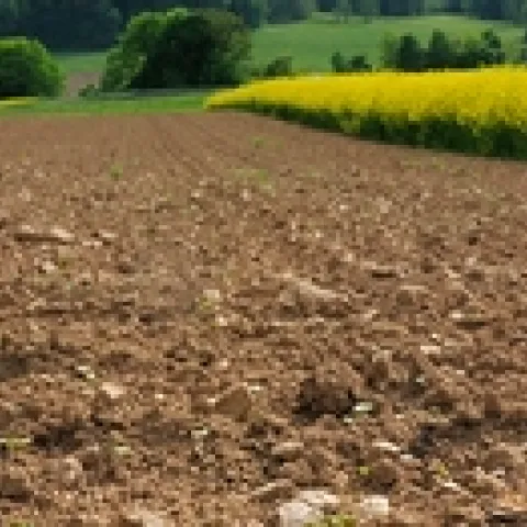 tilled field