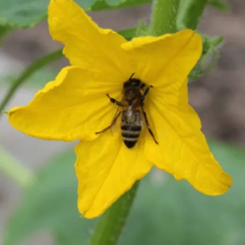 Cucumis sativus (plantsam.com)