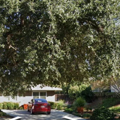 Trees Come First Under Drought and Water Restrictions