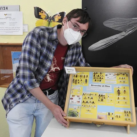 Postdoctoral researcher Severyn Korneyev, a Ukranian dipterist, created this fly diversity display as a traveling exhibit for the Bohart Museum of Entomology. (Photo by Kathy Keatley Garvey)