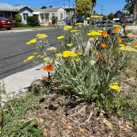 Golden poppies with yellow Yarrow in a sidewalk strip. photos by Brenda Altman
