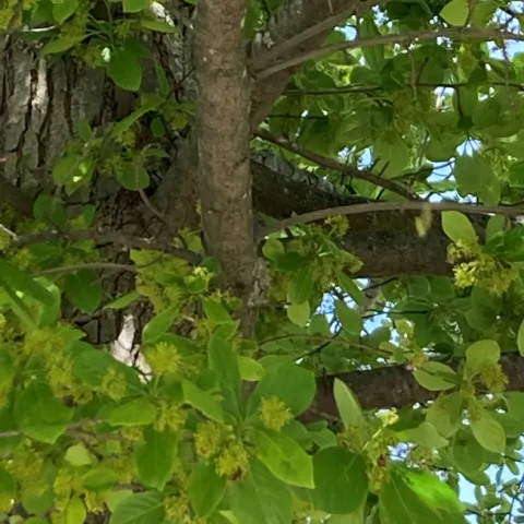 green leaved tree showing yellow male flowers