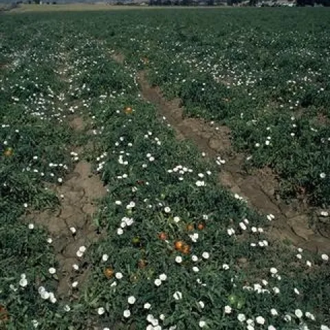 Bindweed infecting a tomato crop.