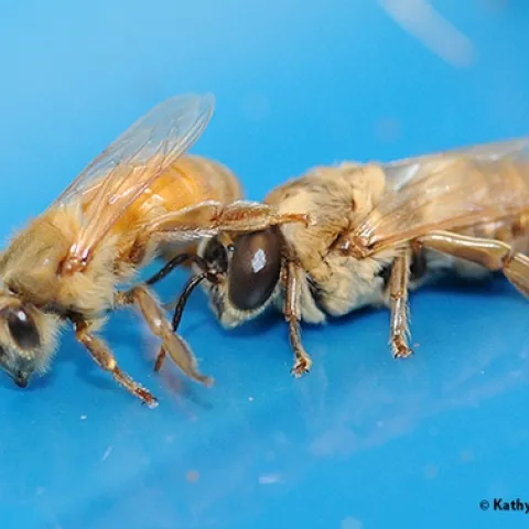 The worker bee (sterile female) is at left, and the drone (male) is at right. (Photo by Kathy Keatley Garvey)