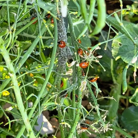 Aphid meal for the ladybugs. All photos by Paula Pashby