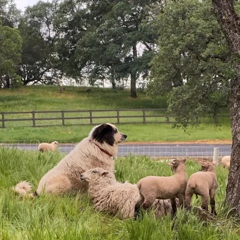 Bodie with a ewe and her lambs.