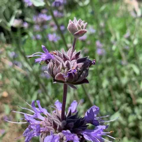 Salvia Clevelandii 'Winifred Gilman' (Winifred Gillman Cleveland Sage), Laura Kling