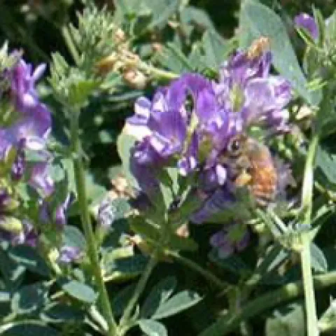Alfalfa flowers pollinated by honey bees for certified seed for planting stock.