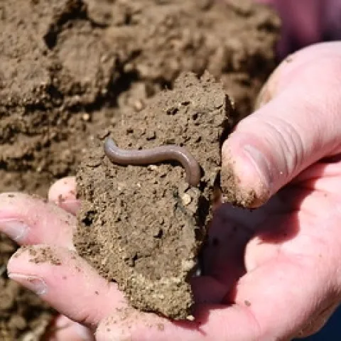 Worms in dirt (Flickr, NRCS Oregon)