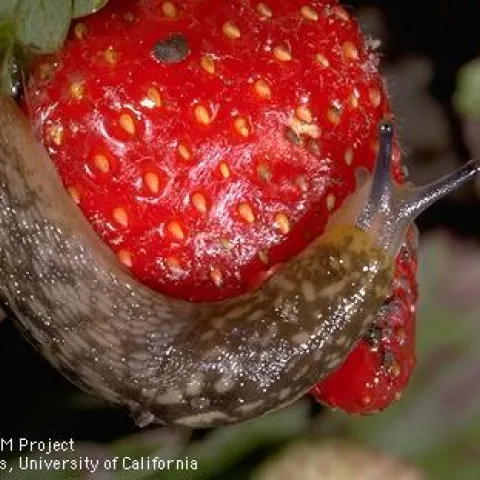 A tawny slug on a ripe strawberry. Photo by Jack Kelly Clark