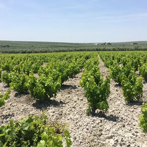 Vineyards in Comarca Montilla-Moriles, Córdoba, Spain. (Photo by Daniel Paredes)