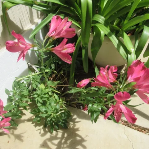 pink lilies growing in a flower bed