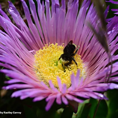 A lone yellow-faced bumble bee, Bombus vosnesenskii, foraging on an ice plant blossom at Bodega Bay. (Photo by Kathy Keatley Garvey)