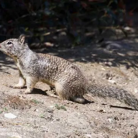 Brownish gray adult squirrel on dirt with its tail outstretched.