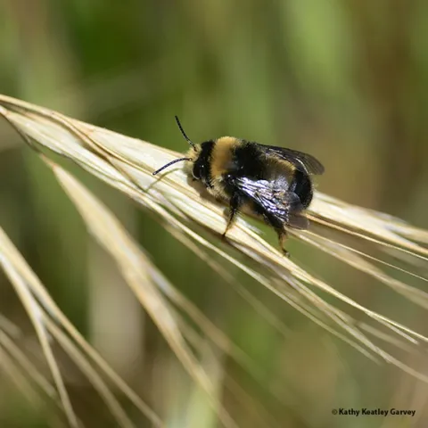A digger bee, bumble bee mimic Anthophora bomboides stanfordiana, warming its flight muscles on Bodega Head on May 9, 2022. (Photo by Kathy Keatley Garvey)