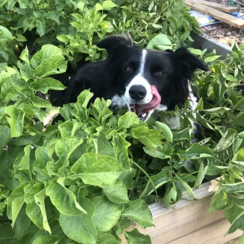 Black and white adorable dog sitting in a potato patch.