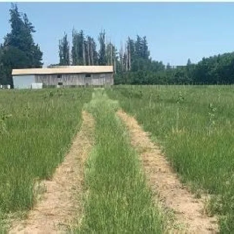 ELECTRIC SOLUTION: Thermal weed control via a tractor equipped with a generator, a transformer and an operator could be a solution to herbicide resistance. (Photo credit: M. Moretti)